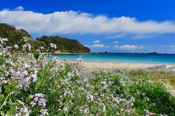 Fototapeta na wymiar ハマダイコンの花と青い海