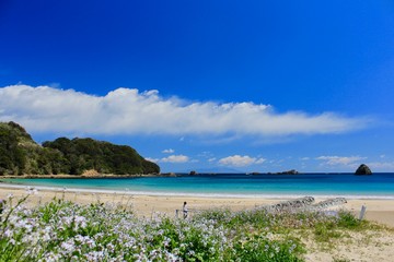 ハマダイコンの花と青い海