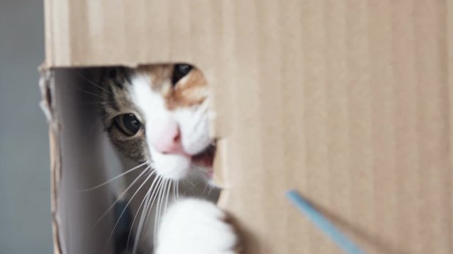 Playful cat sits in a cardboard box
