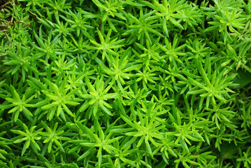 Green leaf texture background