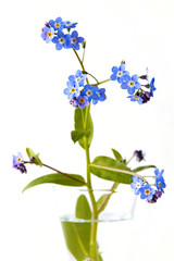 Myosotis