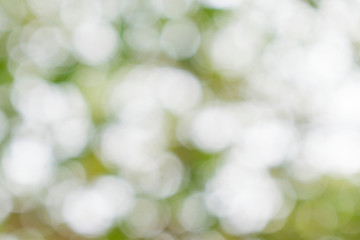 Obraz premium Abstract circular green bokeh background