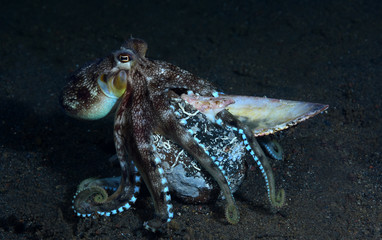 Incredible Underwater World - Coconut octopus - Amphioctopus marginatus. Diving and underwater photography. Tulamben, Bali, Indonesia.