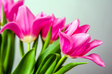 Bouquet of pink tulips on white background. 