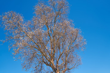 Tree and Sky Background