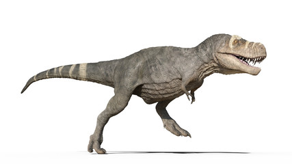 Obraz na płótnie Canvas T-Rex Dinosaur, Tyrannosaurus Rex reptile running, prehistoric Jurassic animal isolated on white background, 3D illustration