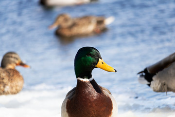 Canard Colvert Mallard Magog, Québec Canada