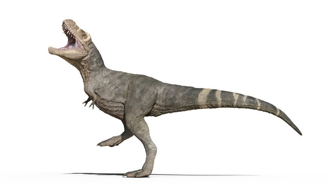 T-Rex Dinosaur, Tyrannosaurus Rex reptile, prehistoric Jurassic animal stomping on white background, 3D illustration