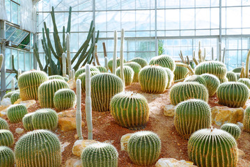 Cactus garden background