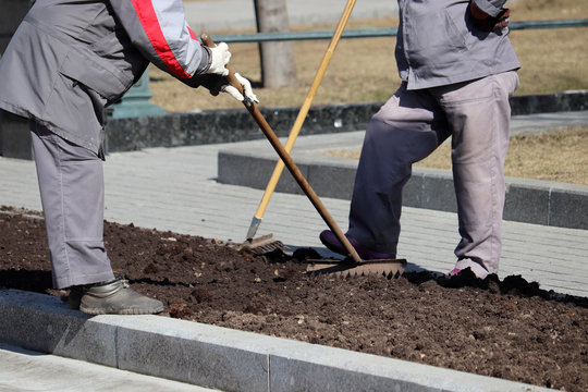 Workers of the municipal service prepare ground for the flower garden. Women gardeners with rakes loosen the soil, improvement of the city park in spring