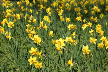 Bright yellow daffodils, narcissus field