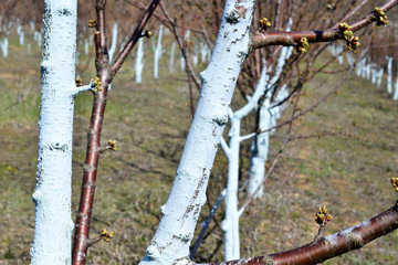 Cherry trees in march treated with Bordeaux mixture to combat mildew. Bordeaux mixture is allowed...