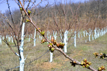 Cherry trees in march treated with Bordeaux mixture to combat mildew. Bordeaux mixture is allowed in organic agriculture and protects against blight and other diseases in plants.