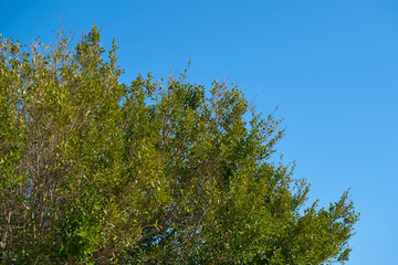 Tree and Sky Background