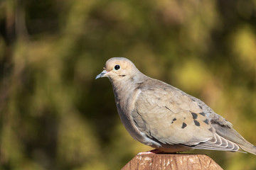 Tourterelle Triste, Mourning Dove, Sherbrooke, Québec Canada