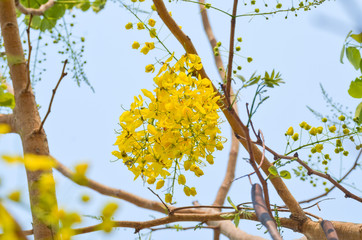 blooming of Golden shower or Cassia fistula flower with blue sky
