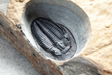Trilobite fossil © Tommaso Lizzul