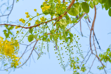 Fototapeta premium blooming of Golden shower or Cassia fistula flower with blue sky