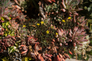 meadow os succulents with wild yellow flowers