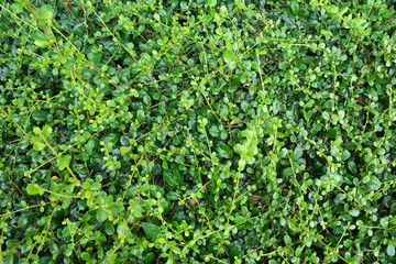 Fototapeta na wymiar Green leaves texture background. Green plant background.
