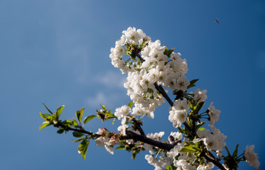 cherry blossom on branch and blue sky of spring
