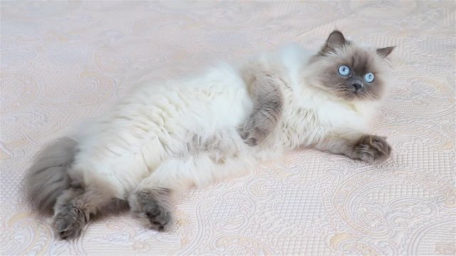 Fluffy Cat with blue eyes rests looking into lens. Slow-motion.