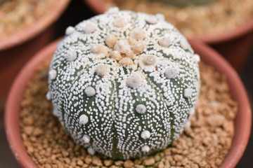Macro closeup of beautiful white cactus flowers blooming in a pot. Selective focus.