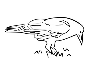  Vector illustration, isolated raven in grass in black and white colors, outline hand painted drawing