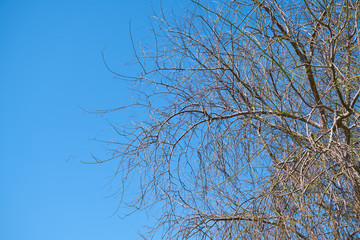 Tree and Sky Background