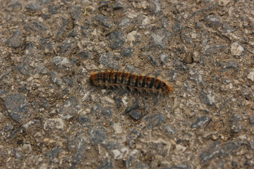 caterpillar on the ground