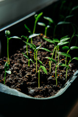 Tiny green freshly planted seedlings in the plastic box