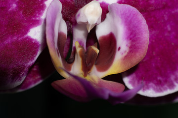orchidee Makro