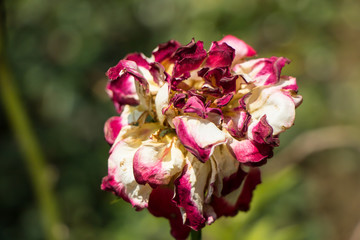 dry Pink  rose flower with green leaf