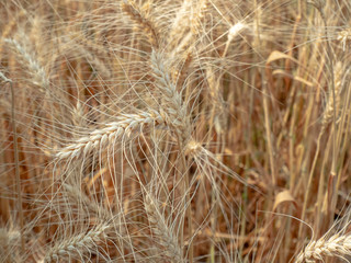 barley in field conversion test at North Thailand,rice golden color,barley in chiangmai.