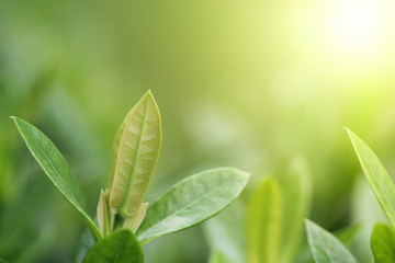 Green leaf background. Nature and Freshness concept