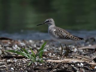 the Wood Sandpiper bird was alone