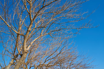 Tree and Sky Background