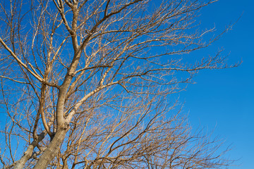 Fototapeta na wymiar Tree and Sky Background