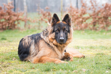 Fototapete bei efototapeten.de bestellen   