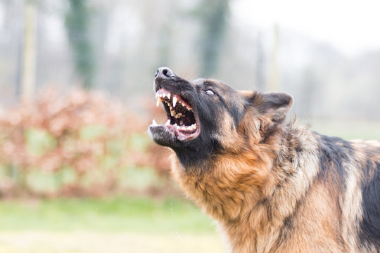 bellender hund experiment