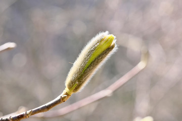 Magnolia blooms on a bright spring day