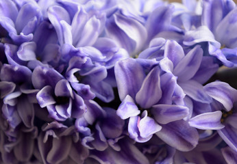 Delicate blue flowers hyacinths closeup. Floral texture background