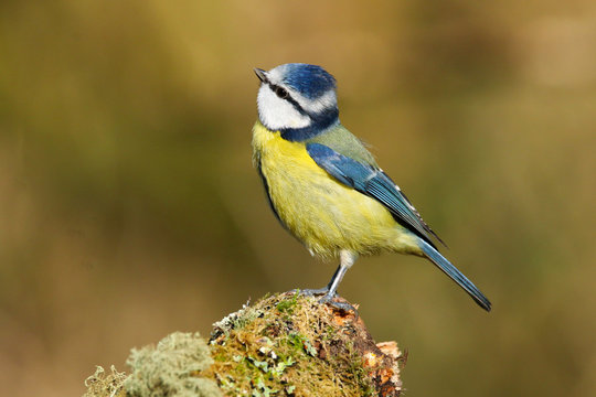 A beautiful blue tit (Cyanistes caeruleus) perched on a mossy log in Forest Farm Nature Reserve, Cardiff, South Wales, UK