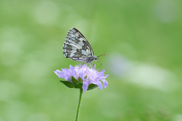 Obraz premium Schmetterling (Schachbrett/Damenbrett)