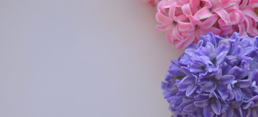 Pink and blue hyacinth flowers on a white background. Floral composition. Blank, banner, place for your text. Panorama.
