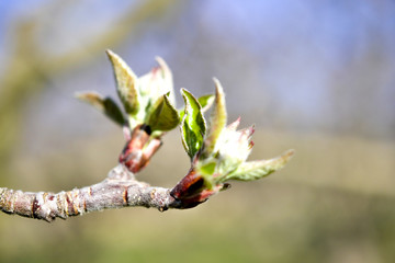 cropped picture of an apple buds in spring,shallow dof and blur background