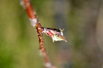 cropped picture of an apple buds in spring,shallow dof and blur background