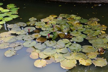 Beautiful Lotus in Lotus Pond