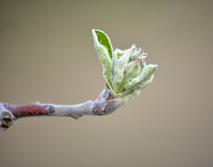 cropped picture of an apple buds in spring,shallow dof and blur background