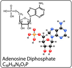Adenosine Monophosphate Molecule Structure